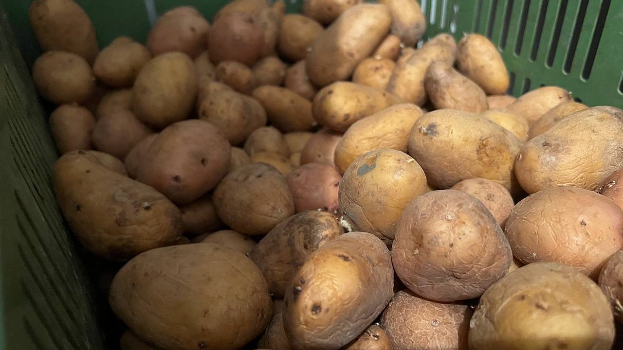 Главная картинка новости: Выращивание картофеля по-новому: мало-мало усилий-максимум клубней — ушлые дачники используют этот лайфхак