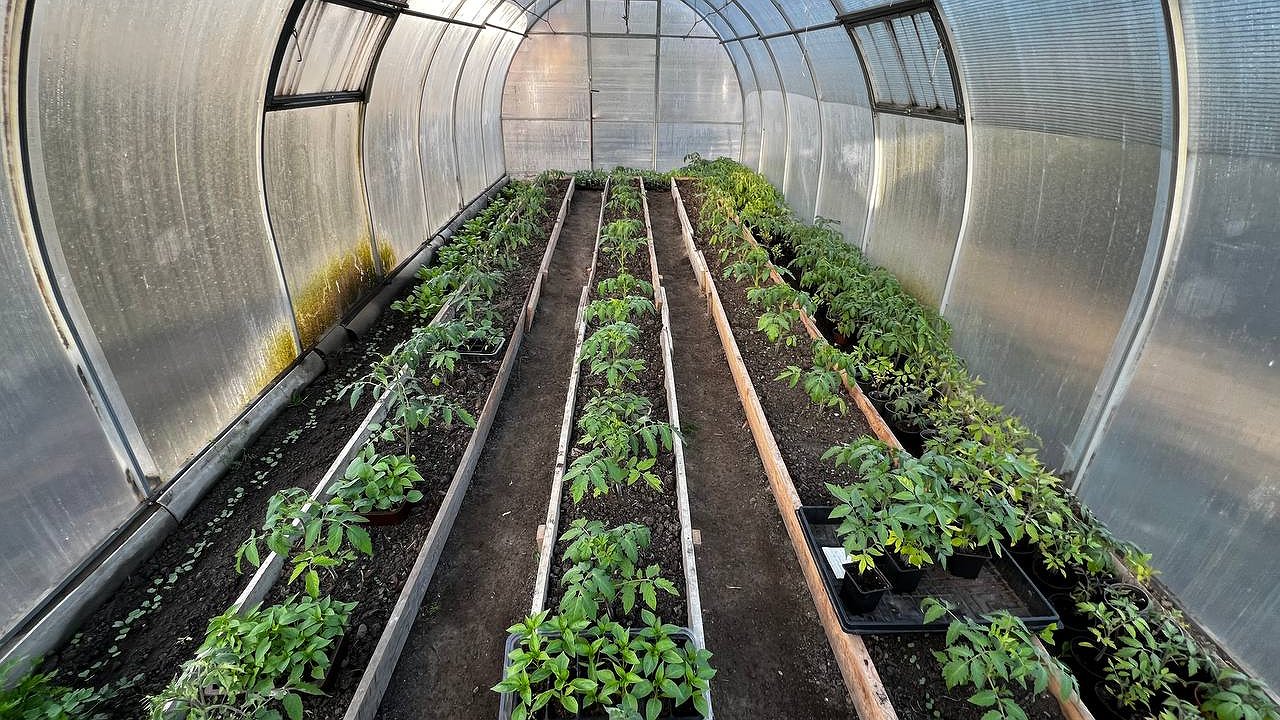 Главная картинка новости: Столовую ложку в воду — хилая рассада томатов будет коренастой, а листья темно-зелеными: секретная подкормка в мае