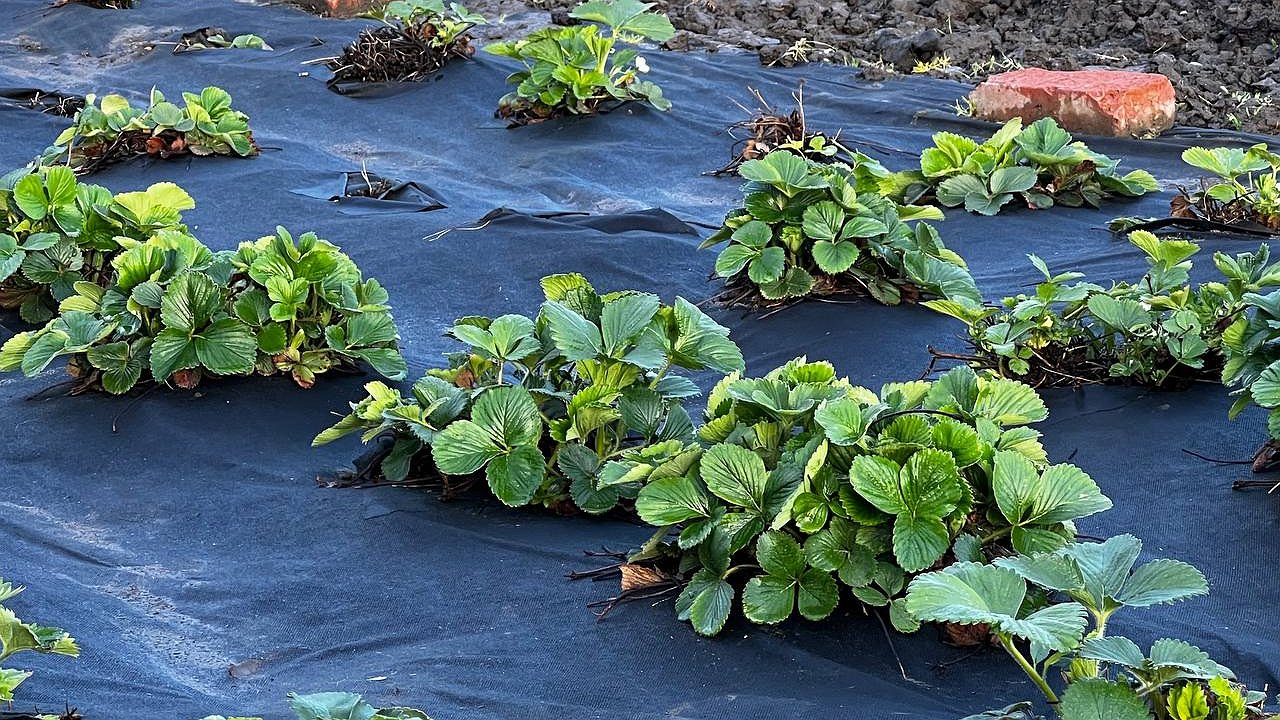 Главная картинка новости: До 20 мая клубнике – обязательно: смешиваем 3 компонента – собираем по 2 килограмма вкусных ягод с куста, урожай-мечта