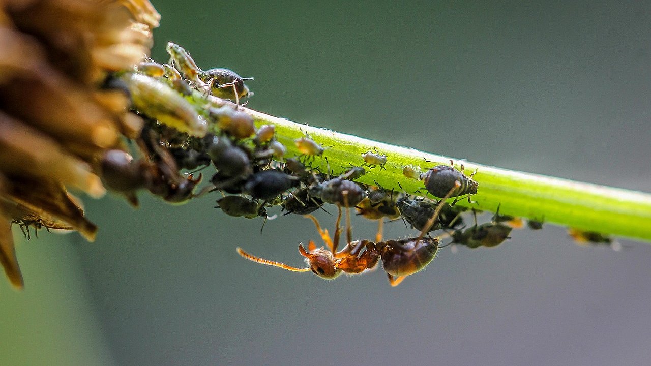 Главная картинка новости: Посадил под яблоней и опупел — муравьи на дерево не лезут и тлей там не пасут — мощнейший отпугиватель насекомых