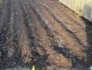 "Сажаю между картошкой и получаю в два раза больше урожая": идеальная схема для дачников