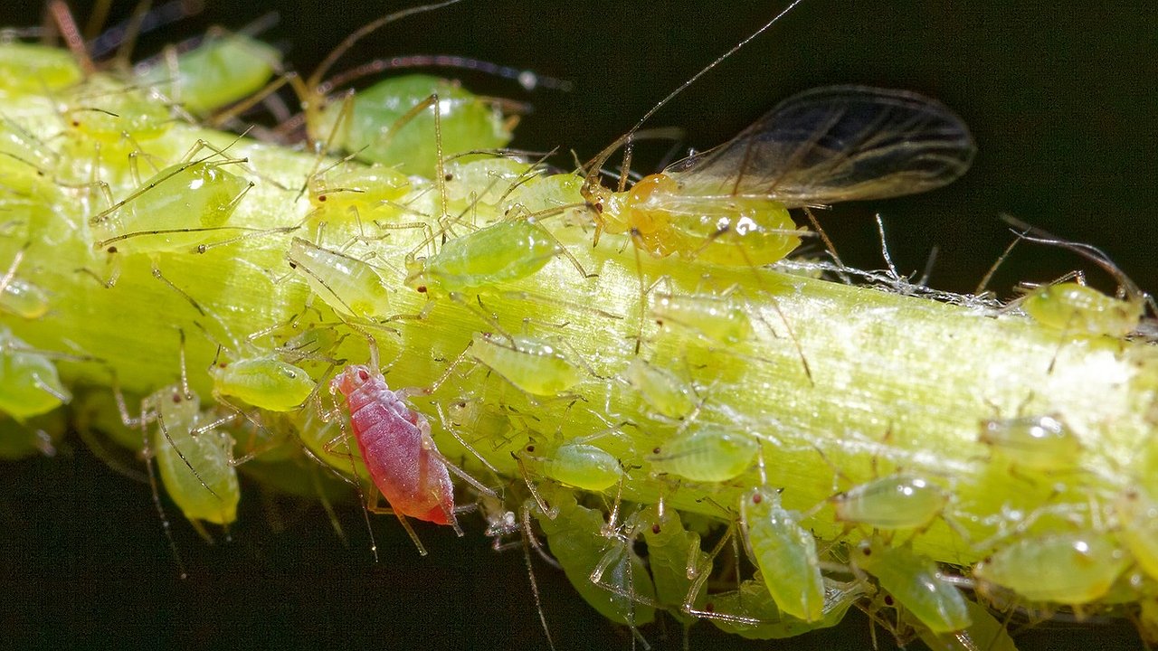Главная картинка новости: Не сода и не отрава: вот совет как быстро избавиться от тли – падет замертво за 5 минут