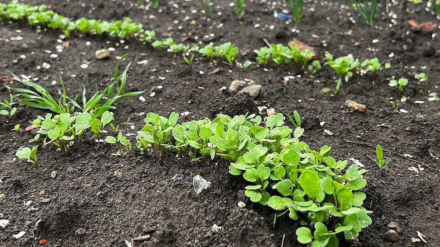 Главная картинка новости: Не пейте — лучше опрыскайте: необычное средство от тли, которое имеется в каждом доме
