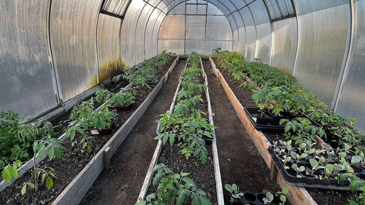 Главная картинка новости: В мае-июне огурцам – очень важно: 0,5 л под кустик – и урожая хватит вам, детям, внукам и соседям