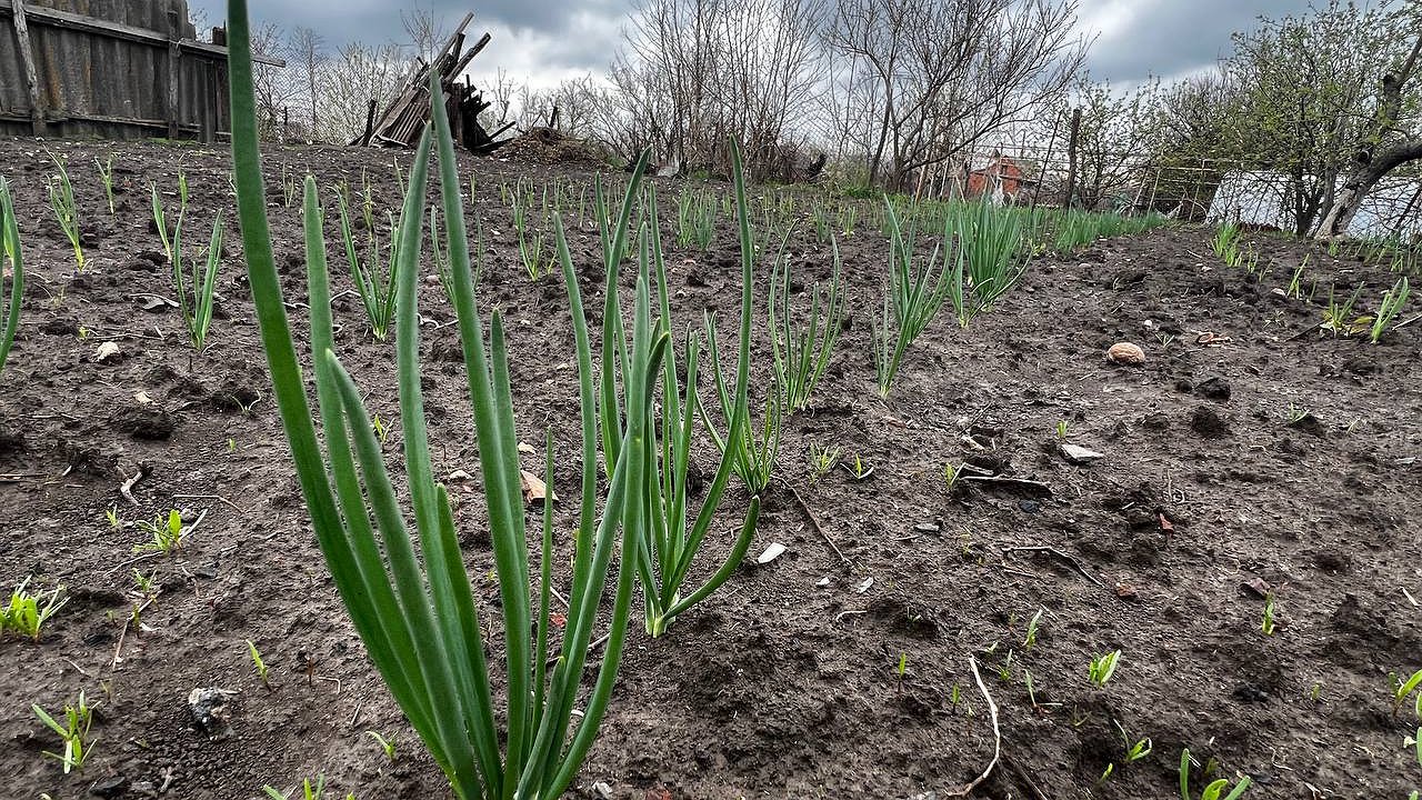 Главная картинка новости: Не молоко и не соль: вот чем полить лук в начале июня – с грядки уверенно собираем по 20 кг головок
