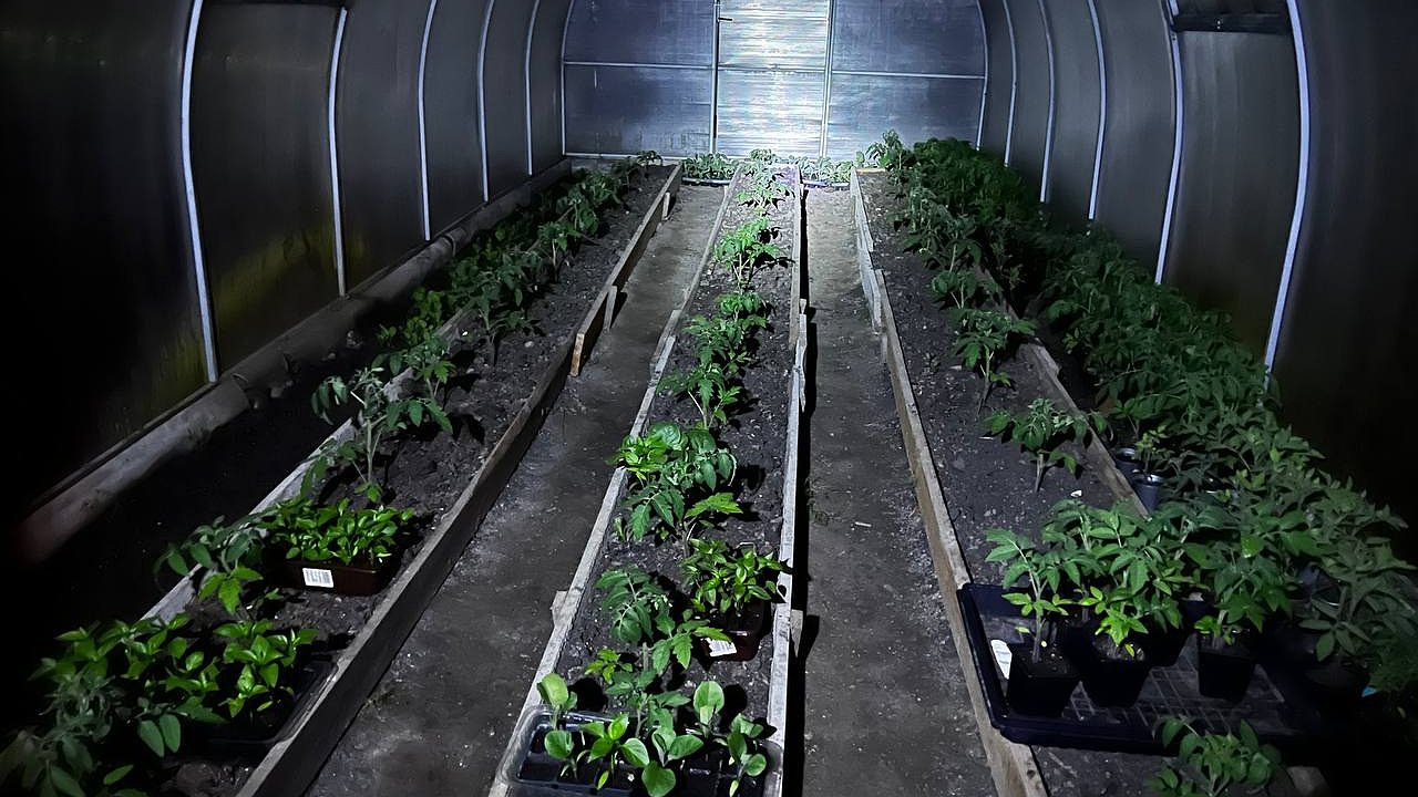 Главная картинка новости: 5 лавровых листов – и огурцы плодоносят как бешеные: свежие овощи с июня и до поздней осени