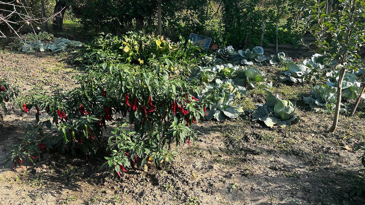 Главная картинка новости: Как заставить перец плодоносить в 2 раза больше: простой рецепт от опытных дачников - нужны всего 4 ингредиента