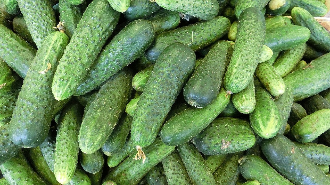 Главная картинка новости: Ни золы, ни коровяка: вот секрет как вырастить гору огурцов в начале лета