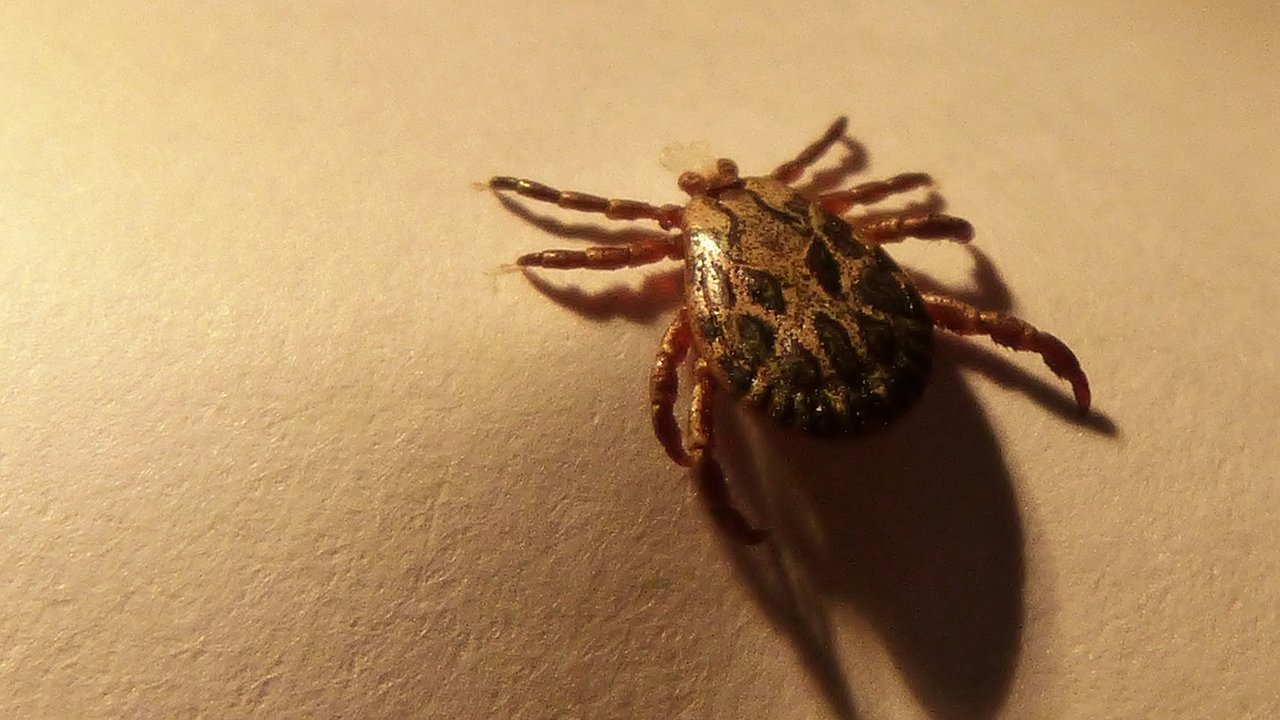 Главная картинка новости: В 100 раз эффективнее покупных аэрозолей: просто смешайте ванилин и спирт – и клещи не подойдут на километр