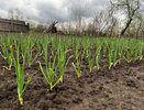 В июне чесноку — необходимо: спичечный коробок на ведро воды — головки вырастут с кулачище