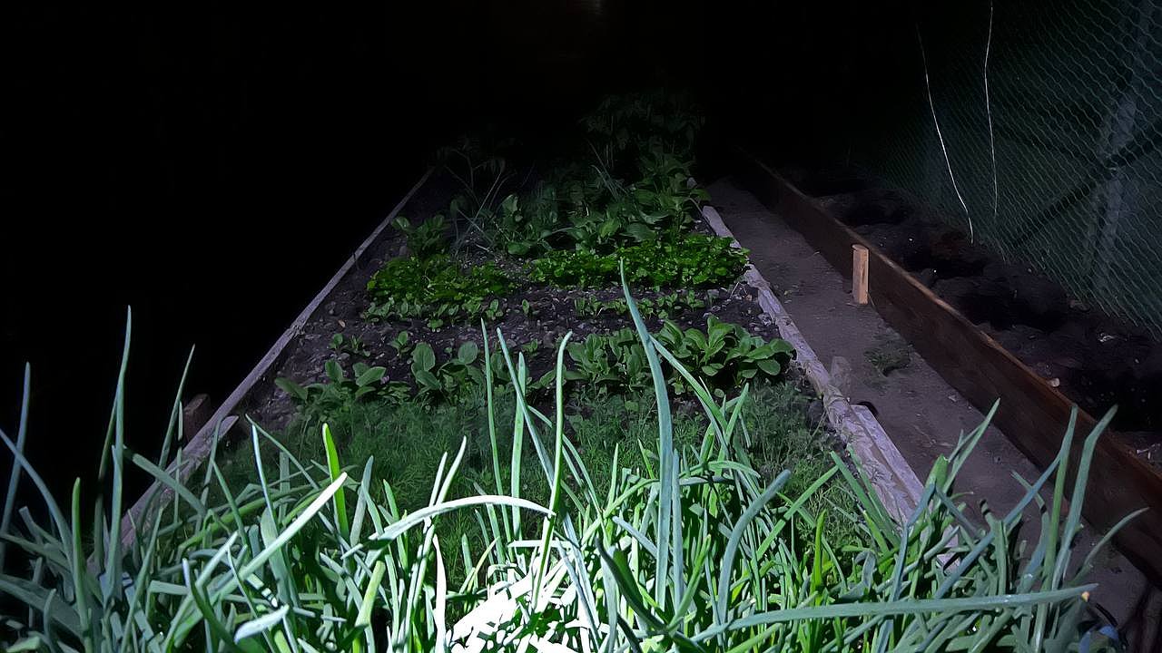 Главная картинка новости: 3 ложки – и перья лука зеленее изумруда: боремся с желтизной – защищаем урожай