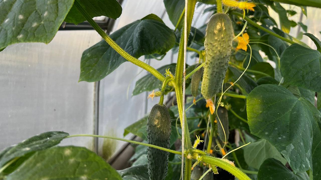 Главная картинка новости: Листья огурцов не желтого, а изумрудного цвета: всего 1 стакан под корень — и завязей хоть пруд пруди