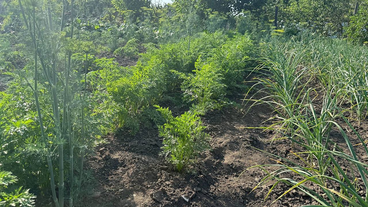 Главная картинка новости: Раскидайте на грядке с морковью такой порошок - удивитесь, какой крупной и ровной она вырастет