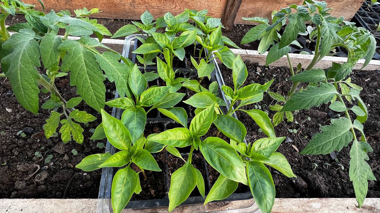 Главная картинка новости: "Мои перцы растут как на дрожжах!": рабочие рецепты для крупных и сочных плодов