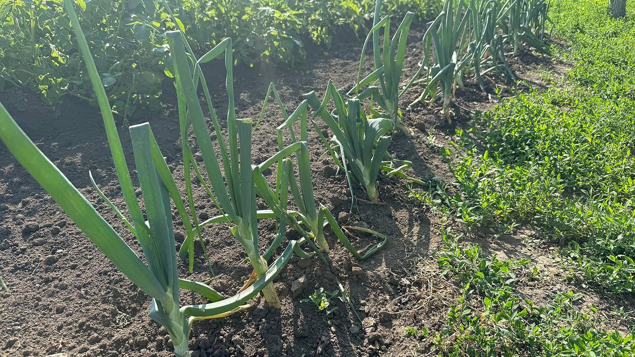 Главная картинка новости: И ни одной луковой мухи: 1 лайфхак от старика Ильича спасает грядки и урожай добротного лучка в июне