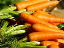 Всего 1 стакан в воду – и морковь не узнать: дико рвется в рост и вредители ему не страшны