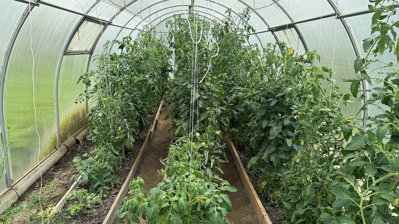 Главная картинка новости: 2 горсти на ведро, и томаты защищены от фитофторы: выручаем урожай дешевым и рабочим лайфхаком