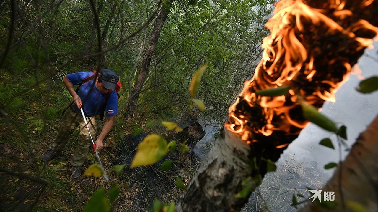 Главная картинка новости: В Свердловской области снова горят леса: за сутки площадь пожаров выросла в 10 раз