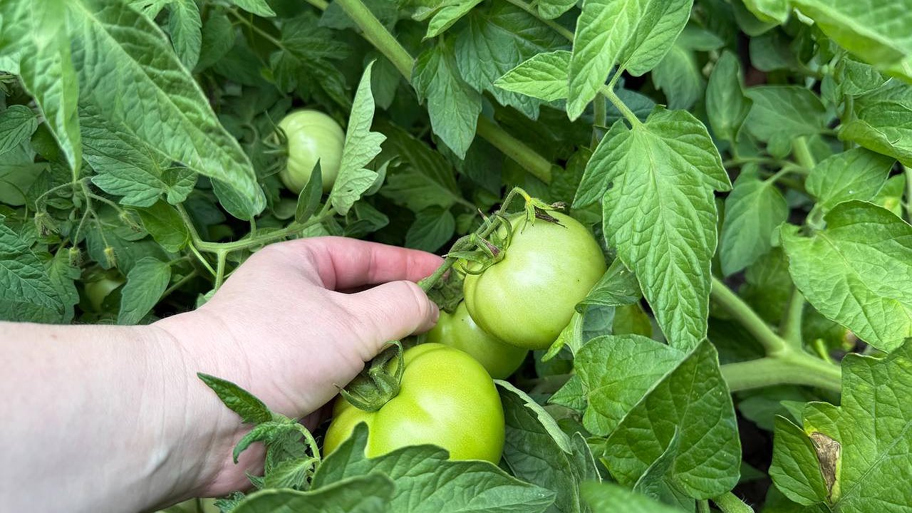 Главная картинка новости: О скрученных листьях на июльских томатах забыл за 3 дня - дедовский метод работает лучше, чем любая хваленая химия