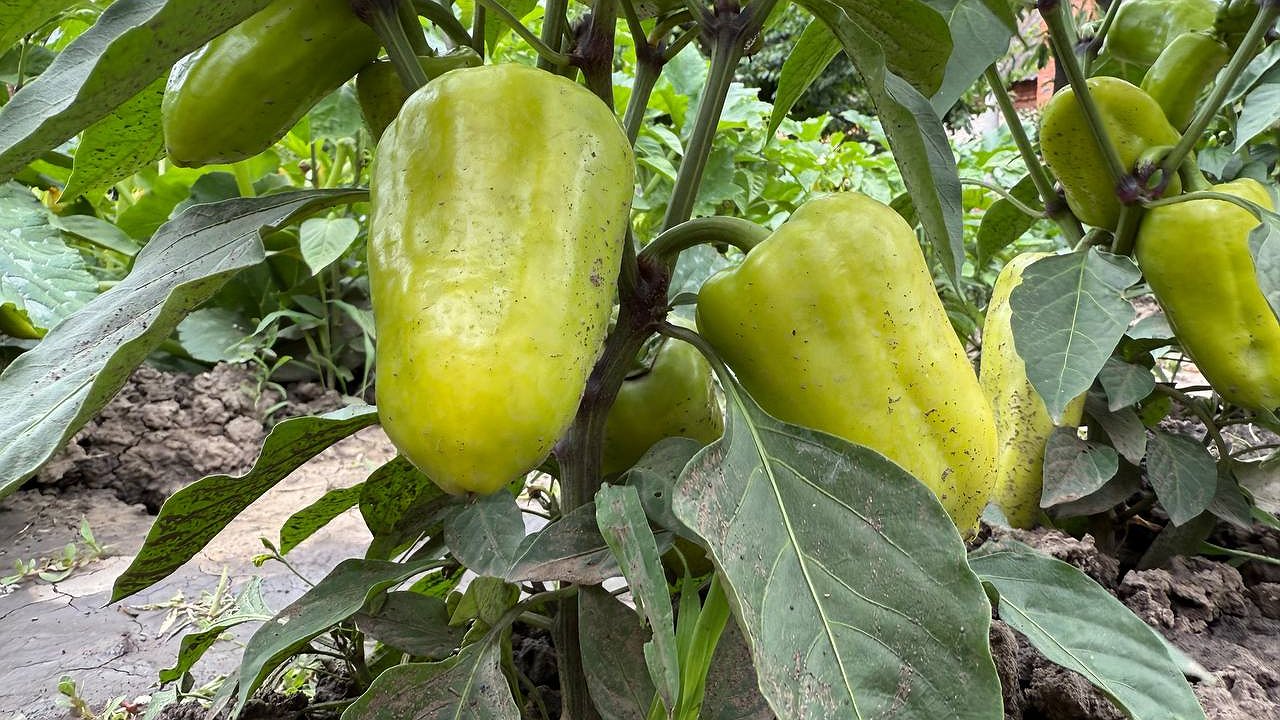 Главная картинка новости: Перецу в июле необходимо: эти подкормки для крупных плодов - толстостенные, мясистые, сочные и в руке не помещаются