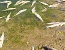 В Протве нашли тысячи погибших рыб после сброса сточных вод