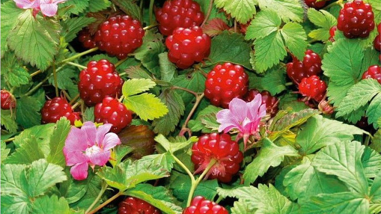 Главная картинка новости: 30 тысяч за килограмм: в Свердловской области собрали самую дорогую ягоду в мире