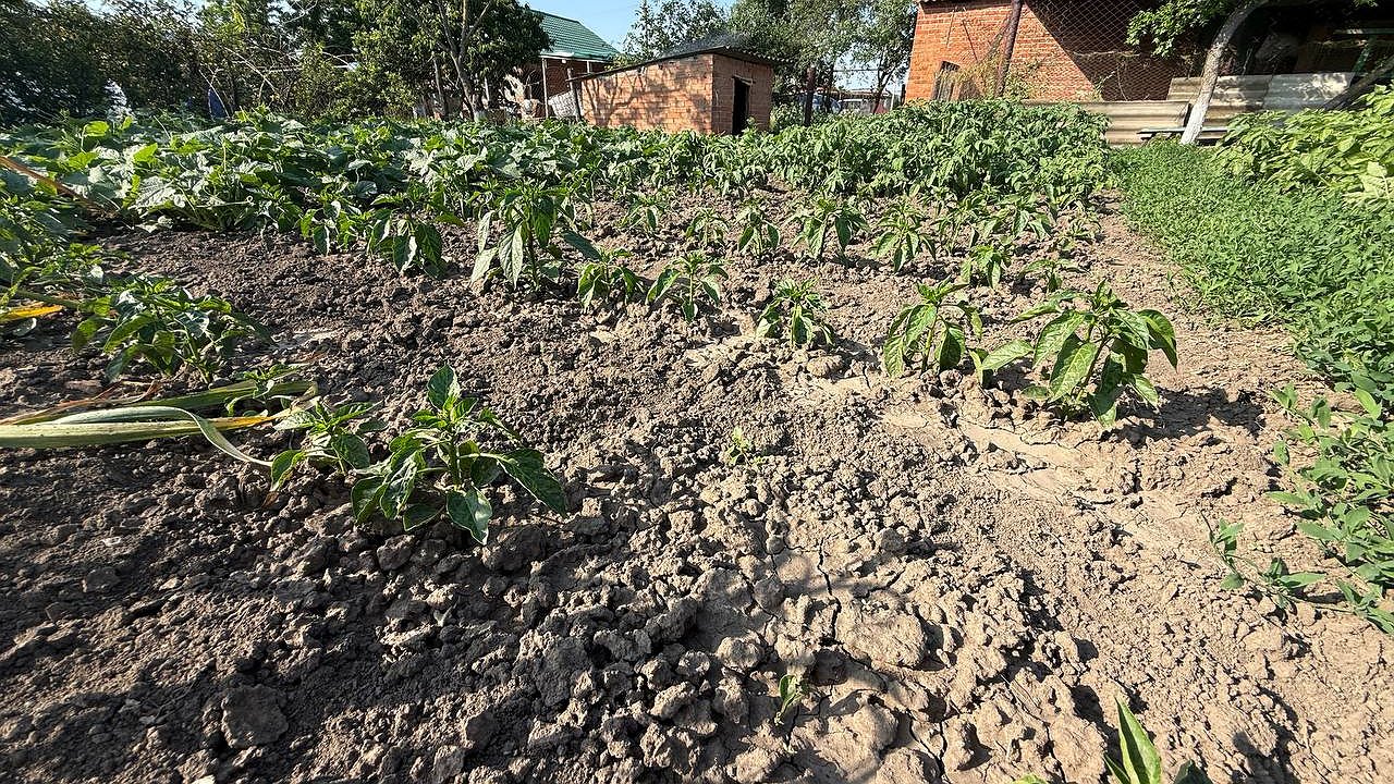 Главная картинка новости: Высеваю на освободившиеся грядки недорогие сидераты в августе: соседи в шоке от урожая - без всяких подкормок