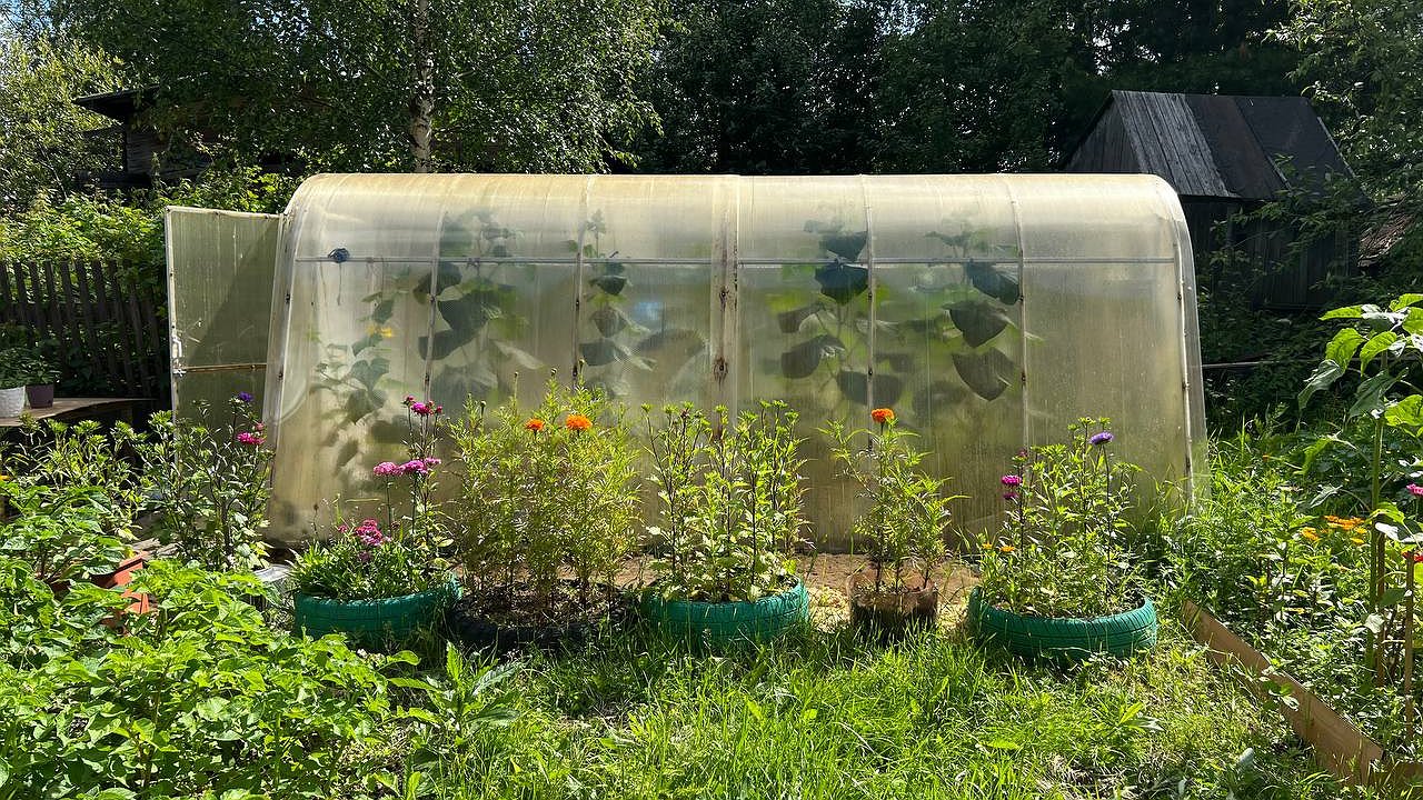 Главная картинка новости: Осенью вместо горчицы сею этот супер сидерат - проволочника и фитофтору счищает вмиг: после картошки и томатов идеально