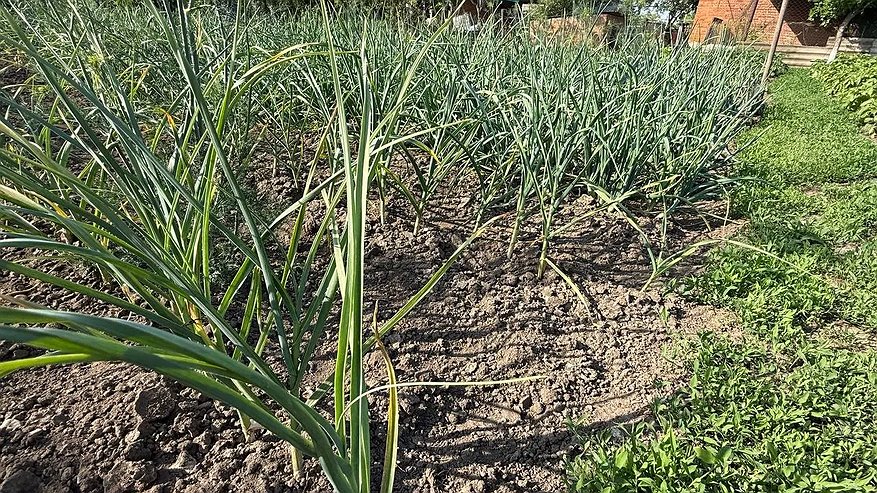 Главная картинка новости: Горсть крупы вместо целой тачки навоза: раскидываем по всему участку - почва станет мягче и нежнее шелка