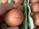 Почему работники птицефабрик избегают яиц СО? Разбираемся в мифах и правде