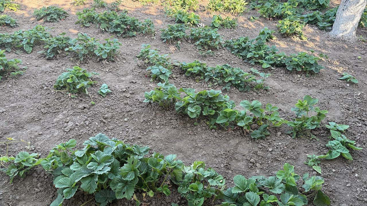 Главная картинка новости: В августе подкармливаю клубнику 3 раза, чтобы «насытить» её на будущий год: что нужно делать с ягодами в последний месяц лета