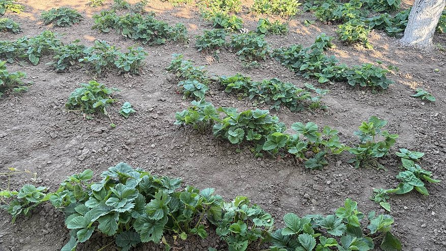 Главная картинка новости: В августе подкармливаю клубнику 3 раза, чтобы «насытить» её на будущий год: что нужно делать с ягодами в последний месяц лета