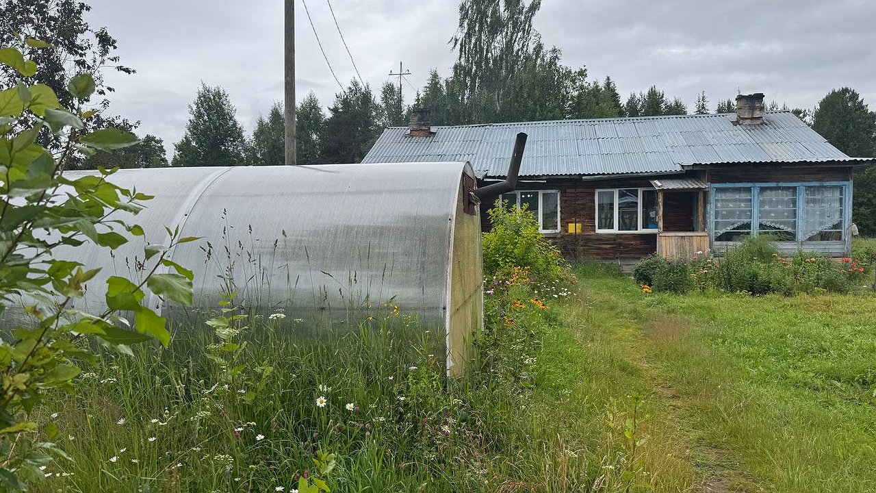 Главная картинка новости: Не горчица и не гречиха: два лучших осенних сидерата, которые действительно оживят вашу землю