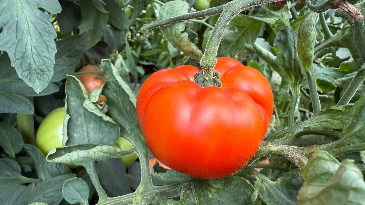 Главная картинка новости: Собираю по 10 кг мясистых томатов с куста без единой белой жилки: опытный агроном поделился секретом с древесной золой