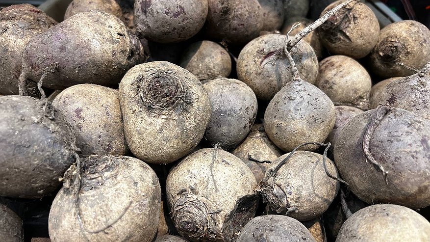 Главная картинка новости: Обработайте этим свеклу в августе: чтобы она была сладкой, крупной и хорошо хранилась