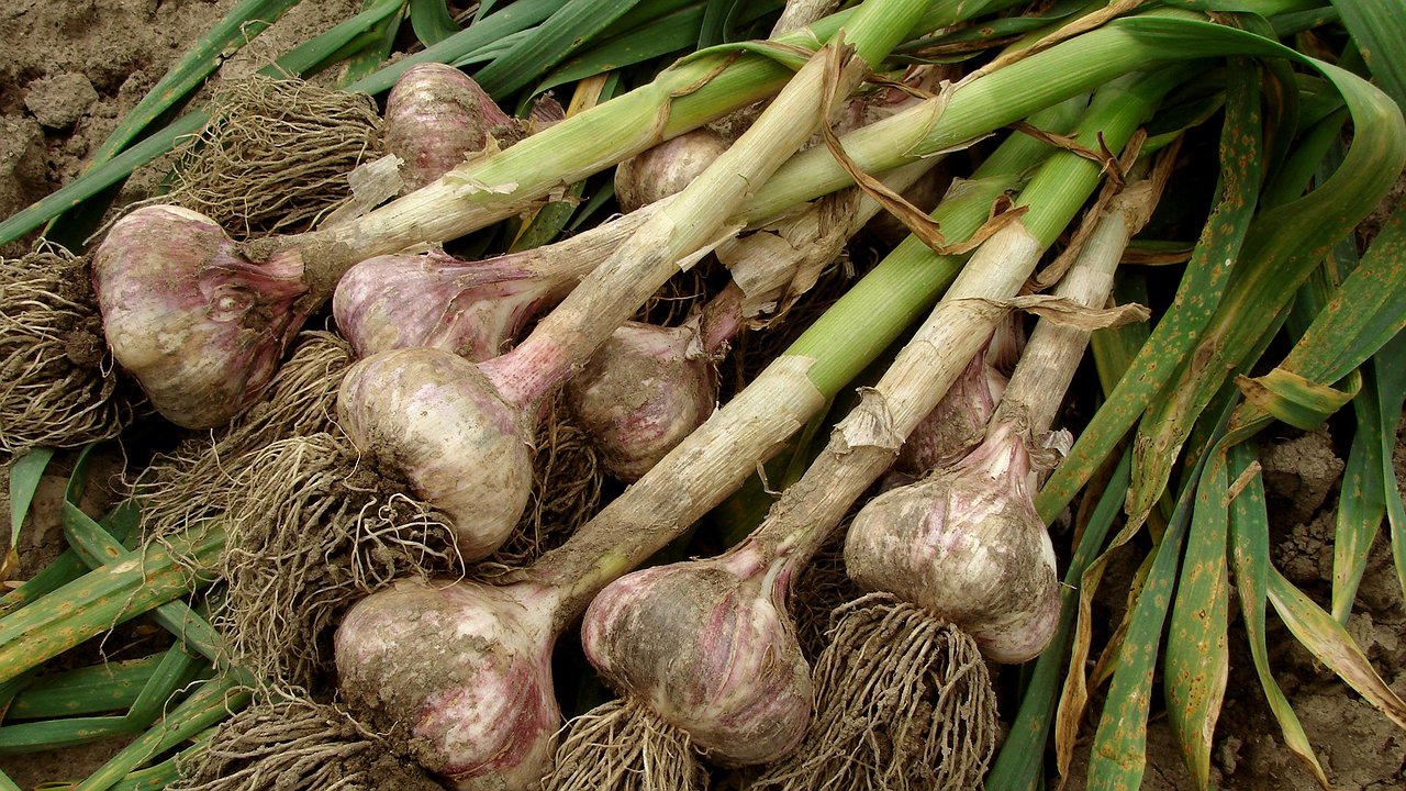 Главная картинка новости: Чеснок с кулак: аптечное средство для грядки, которое гарантирует гигантский урожай