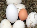 Почему в магазинах нет в продаже гусиных и утиных яиц, ведь они крупнее куриных: вот чем они не угодили поставщикам
