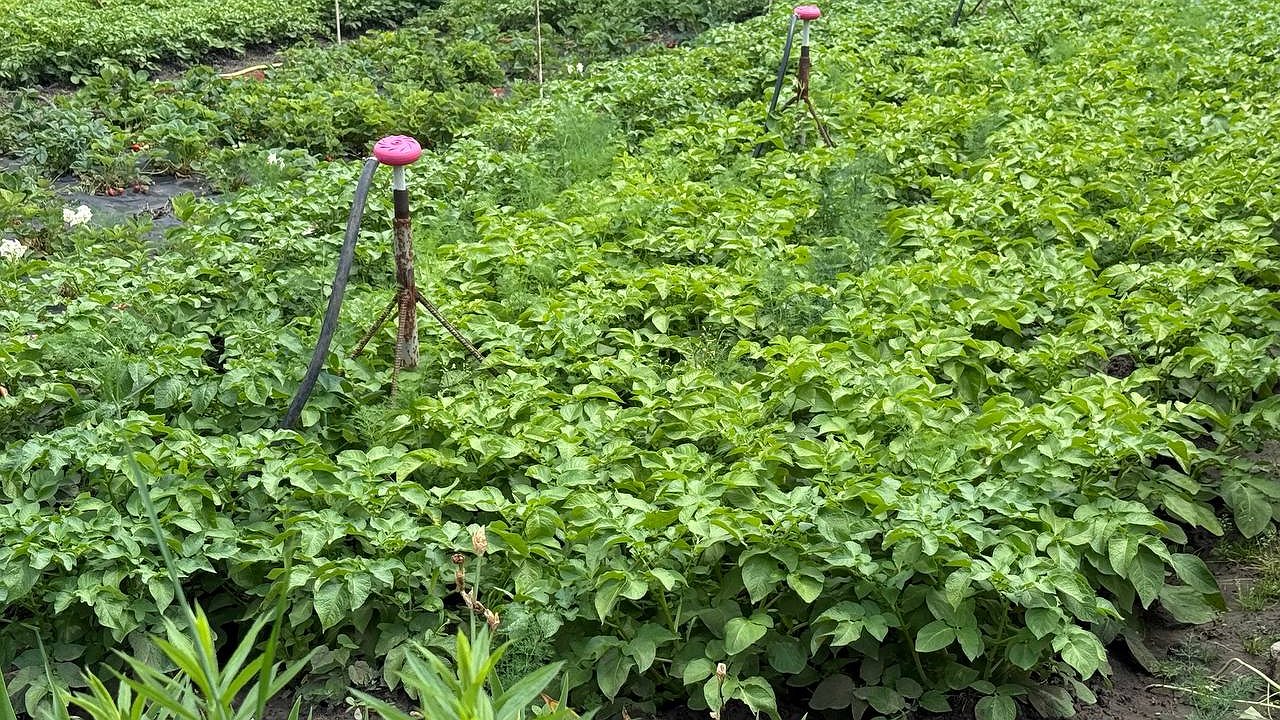 Главная картинка новости: После картошки - первым делом: какие сидераты посеять, чтобы участок порадовал богатым урожаем на будущий год