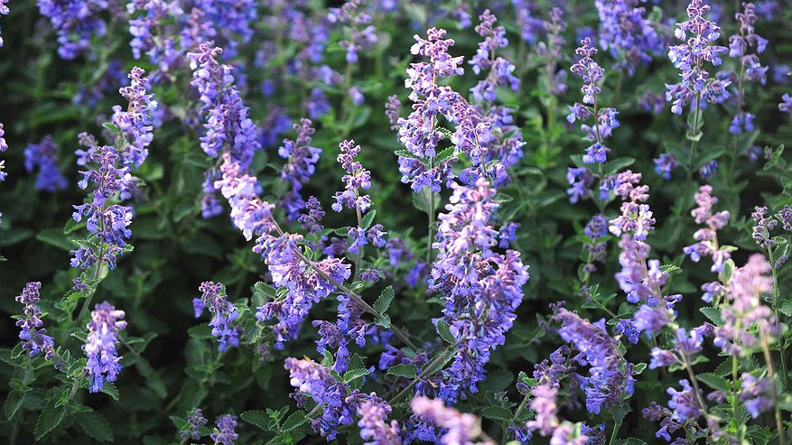 Главная картинка новости: Новый облик набережной: в Екатеринбурге высадят тысячу многолетних растений