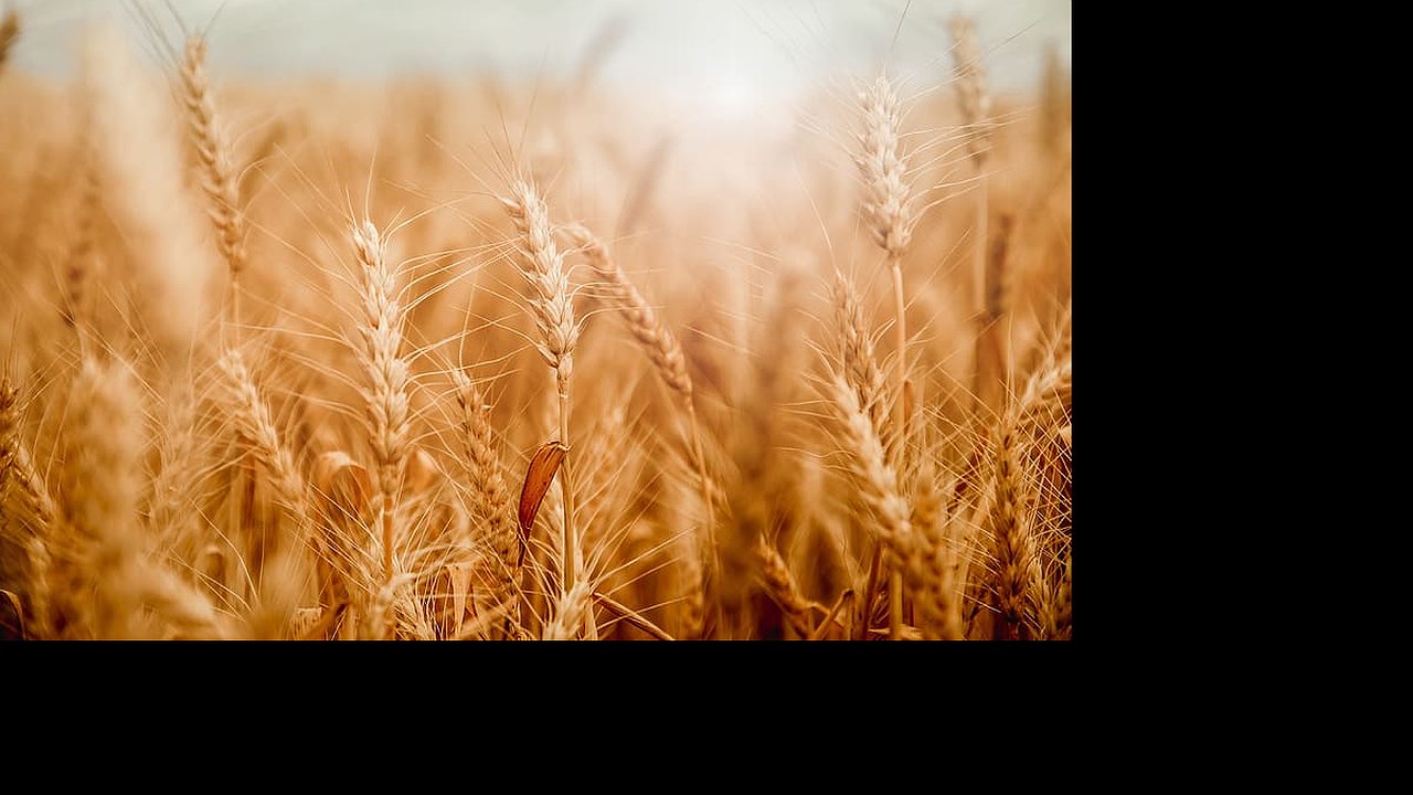 Главная картинка новости: Уральские ученые представили новые высокоурожайные сорта пшеницы и ячменя