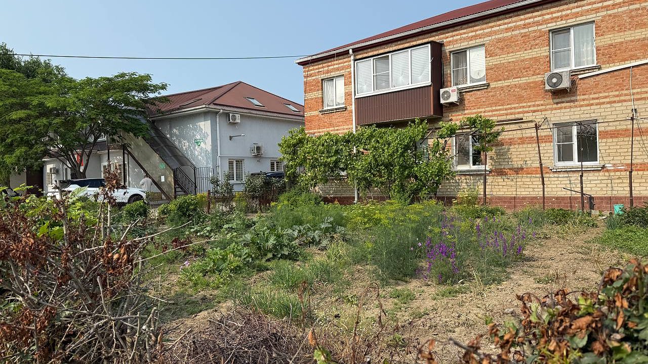 Главная картинка новости: Грядка после чеснока — золотая жила: три культуры, которые гарантировано успеют вырасти до осенних заморозков