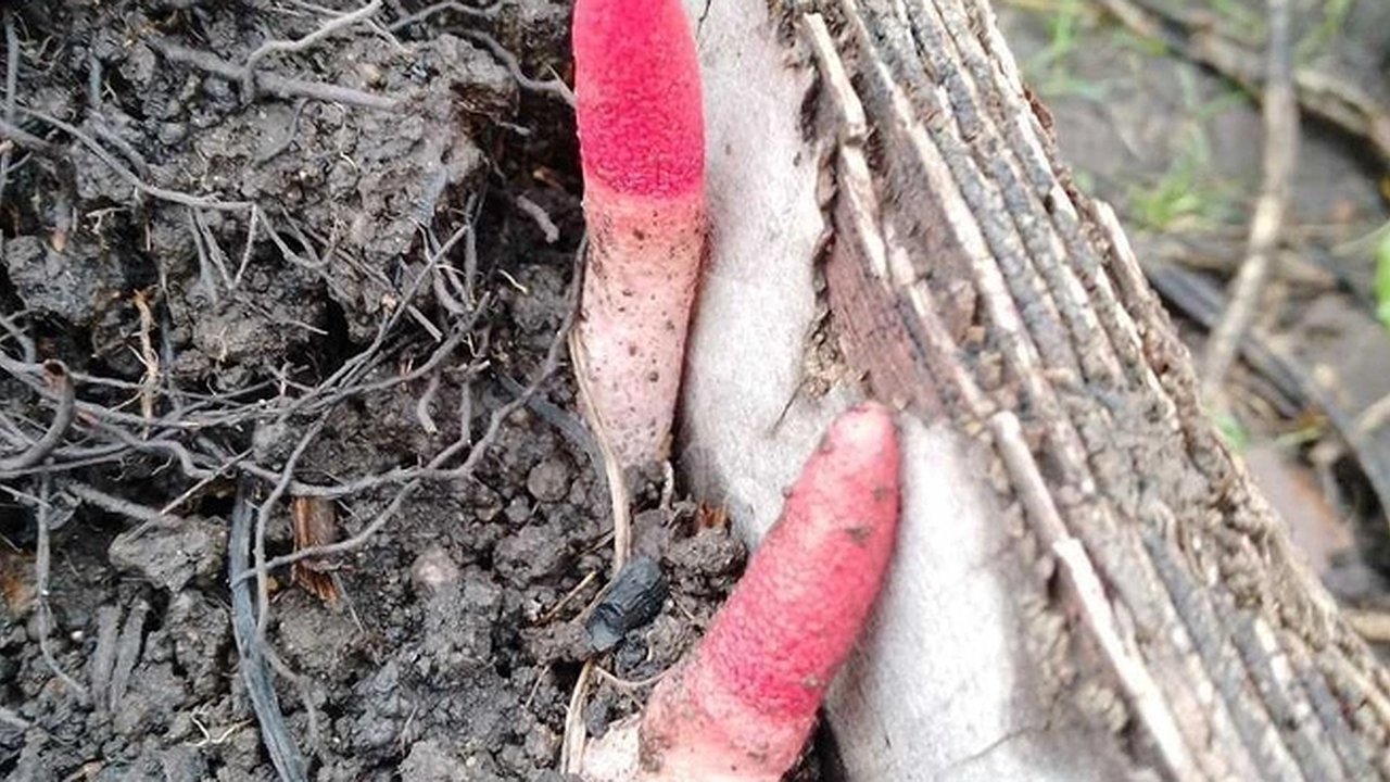 Главная картинка новости: Под Екатеринбургом обнаружены редкие грибы с необычным запахом