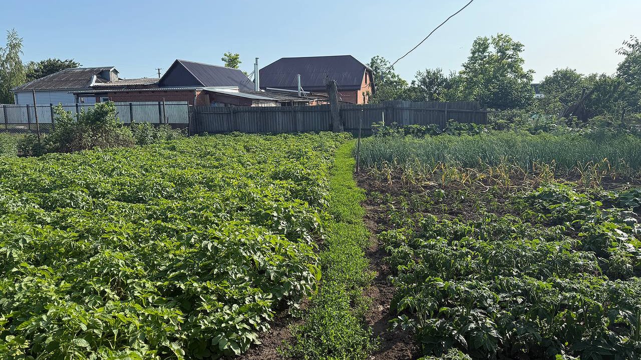 Главная картинка новости: Растет ли картошка без ботвы: простое объяснение, которое удивит даже опытных огородников