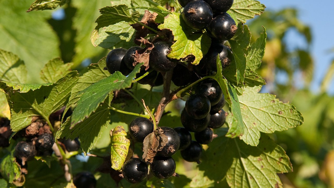 Главная картинка новости: Две ложки на ведро воды до 12 сентября: секрет, который заставит смородину плодоносить ведрами в следующем сезоне