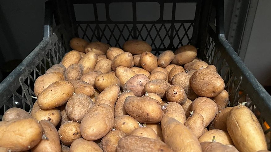 Главная картинка новости: Бросила 2 штуки в мешок - и картошка не прорастает до лета: лайфхак хранения овощей
