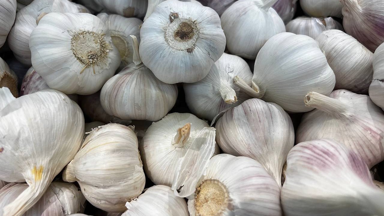 Главная картинка новости: Сажаю озимый чеснок по способу опытного агронома и получаю головки в 3 раза крупнее: запомните эти советы