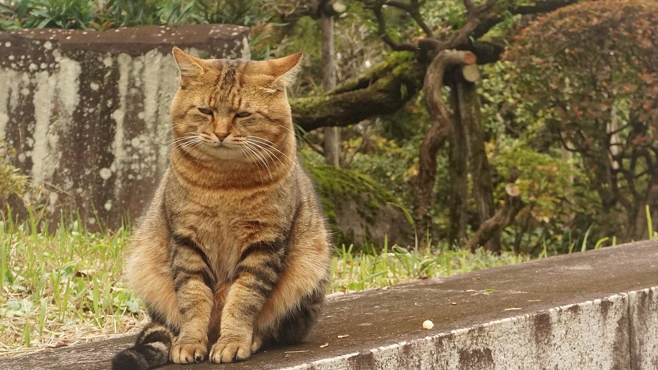 Главная картинка новости: Как навсегда избавиться от запаха кошачьих меток за копейки - делюсь лайфхаком