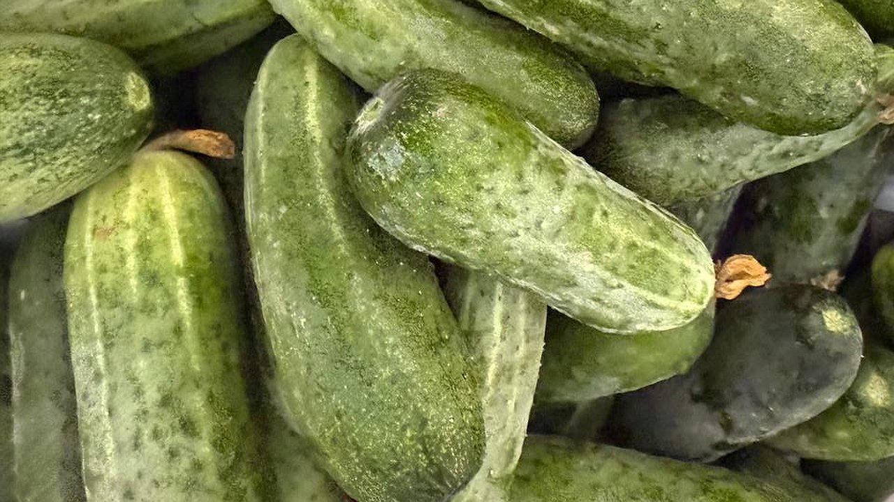 Главная картинка новости: Огурцы прут аж до холодов: эти сорта смело сею в сентябре и вывожу урожай тачками