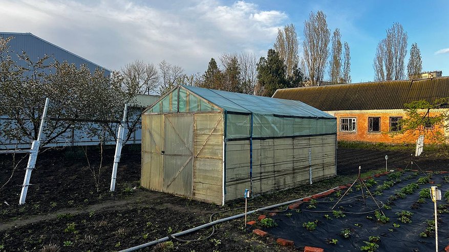 Главная картинка новости: Забудьте горчицу и фацелию: такой сидерат делает почву в разы рыхлее червей и плодороднее любой химии