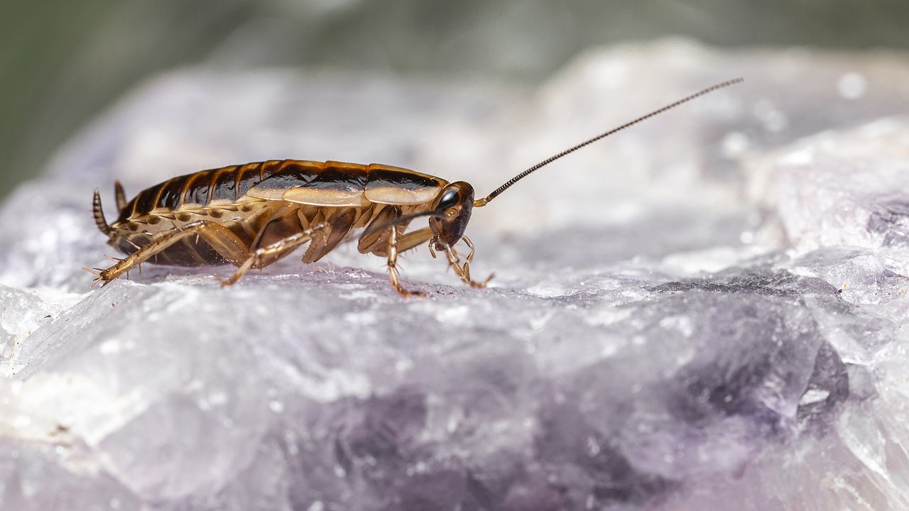 Главная картинка новости: Эфирное масло против тараканов: как устроить ад для усатых вредителей и защитить дом без химии